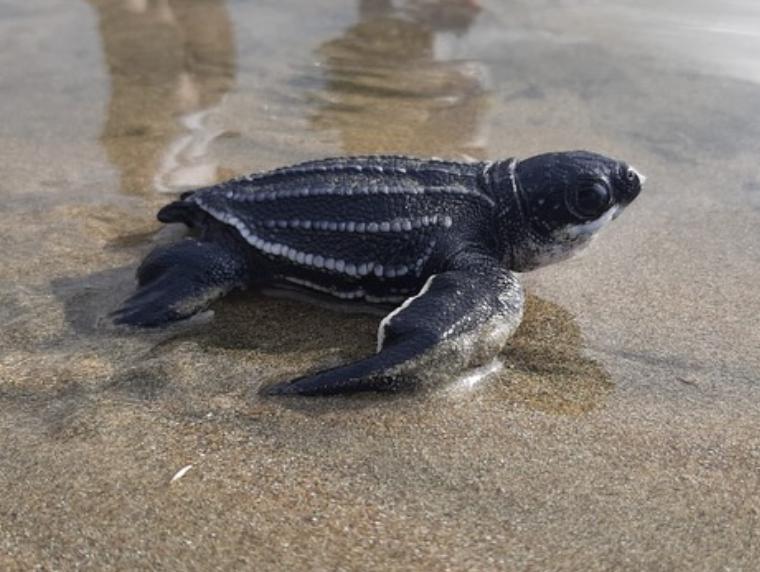 Tortuga laúd